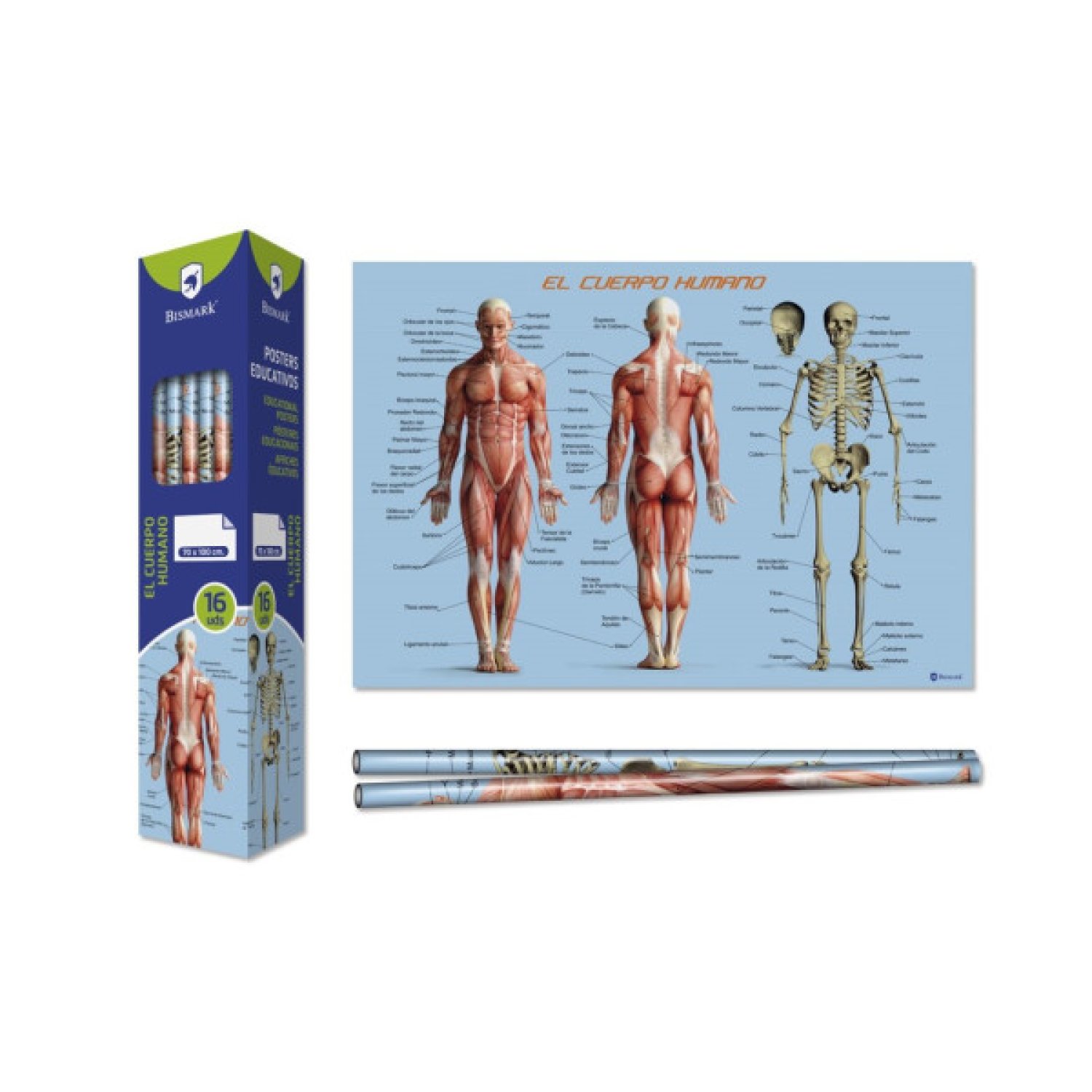 Bismark · Póster Cuerpo Humano · 70 x 100 cm · Educativo
